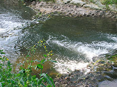 Rivière de la Seudre